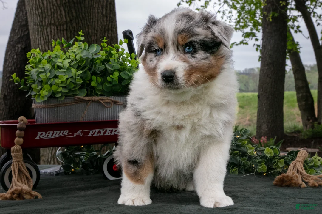 Australian Shepherd dogs for sale: Buster - Ad 3