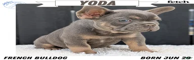 Yogi