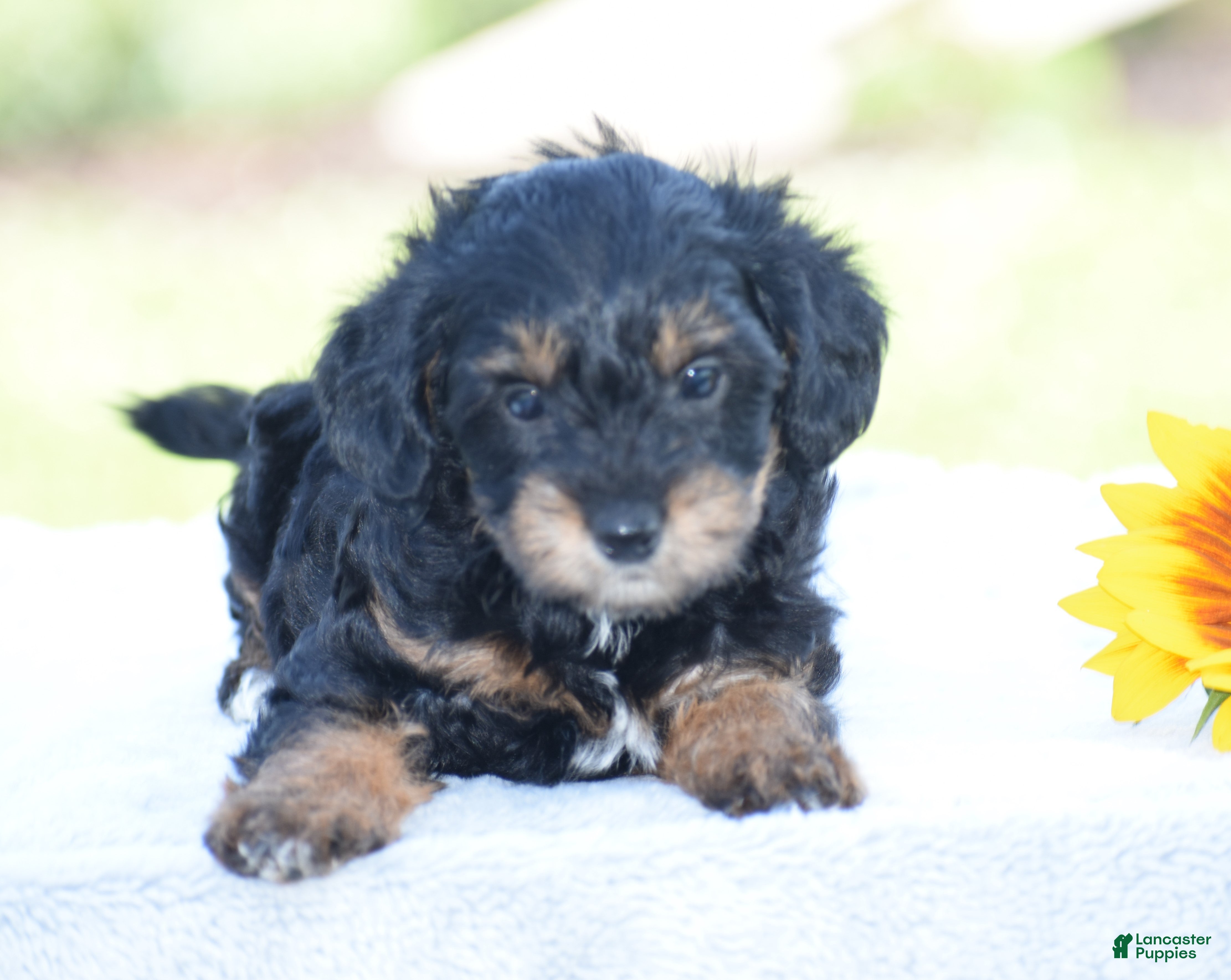 Yorkiepoo dogs Adora - Ad 1