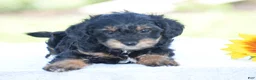 Yorkiepoo dogs for sale: Adora - Ad 1