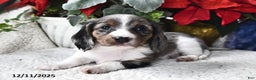 Miniature Dachshund dogs for sale: Silver Star - Ad 2