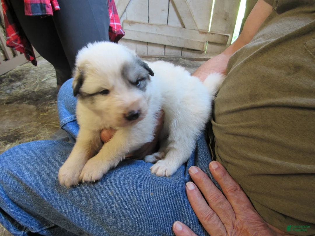 Great Pyrenees dogs for sale: Orange Badger face Male Great Pyrenees Puppy  - Ad 1