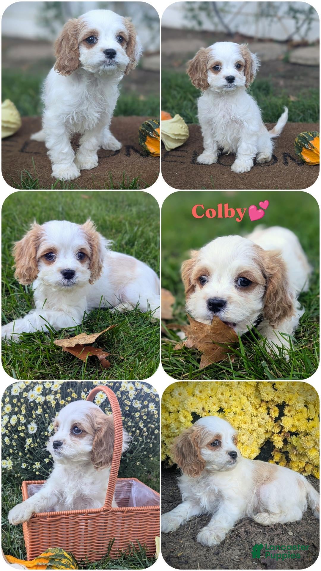 Cavapoo dogs for sale: Mr Colby - Ad 2