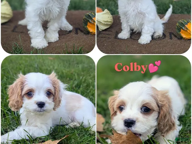 Cavapoo dogs for sale: Mr Colby - Ad 2
