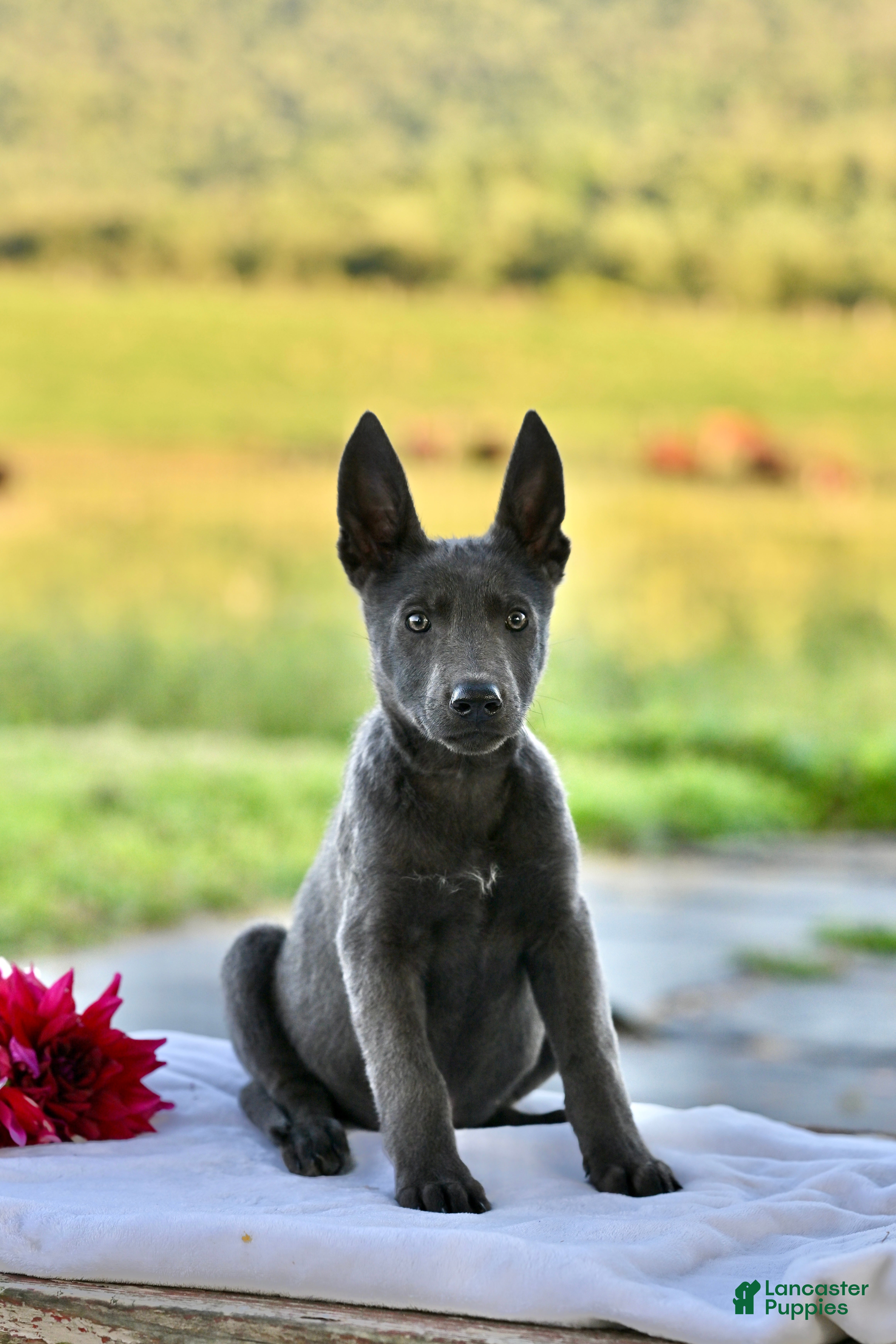 German Shepherd dogs Cassie - Ad 1