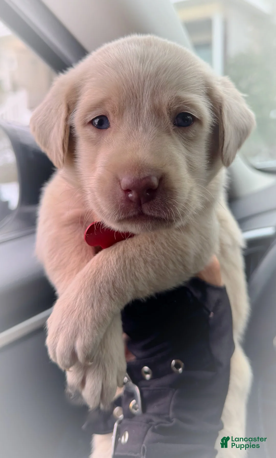 Labrador Retriever dogs for sale: Labrador Retriever Puppy 1 - Ad 16