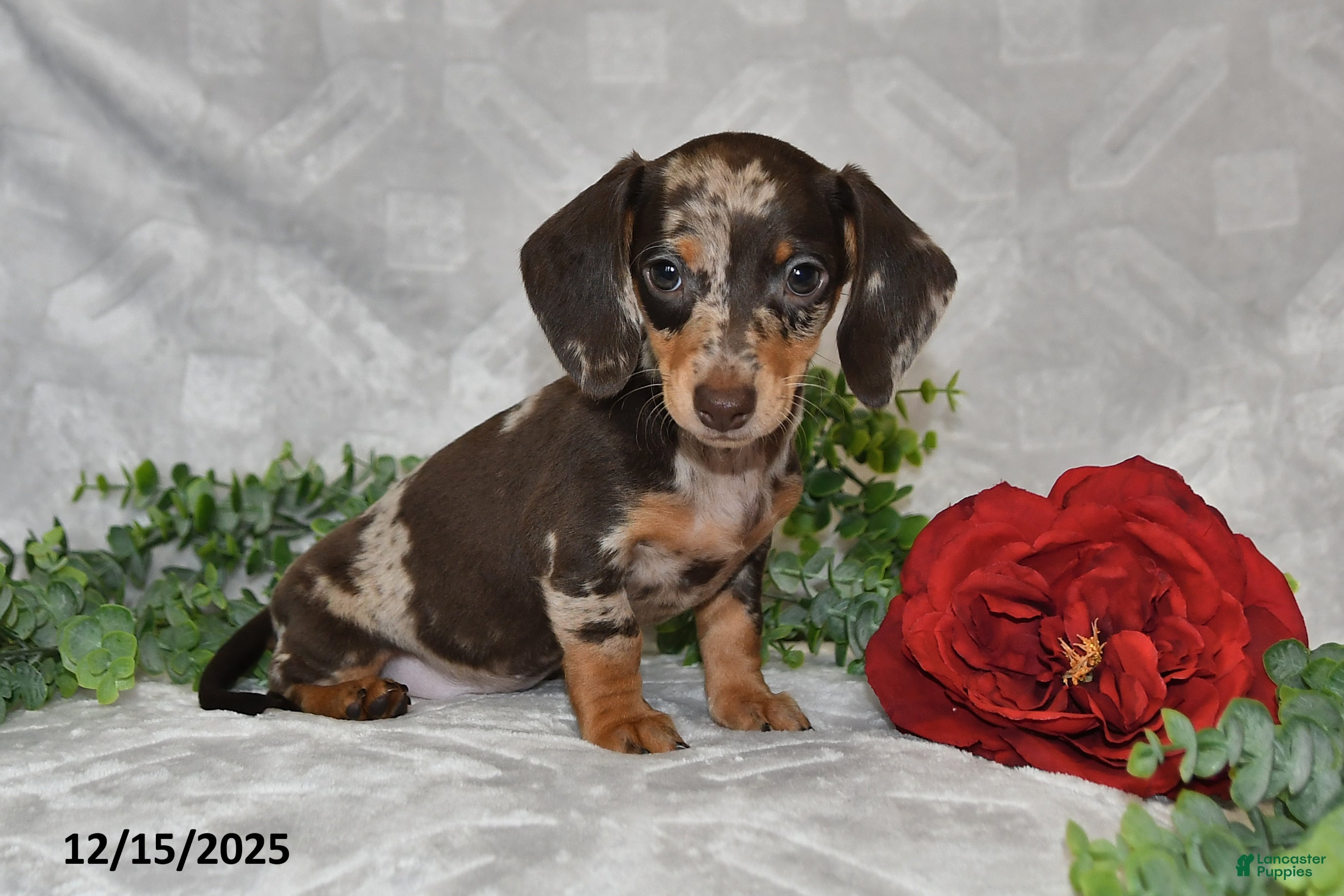 Dachshund dogs Danielle - Ad 37