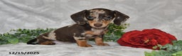 Dachshund dogs for sale: Danielle - Ad 1