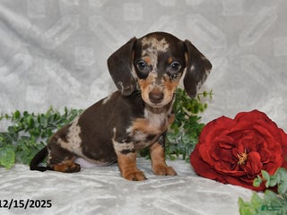Dachshund dogs Danielle - Ad 40