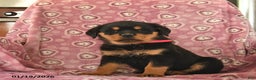 Rottweiler dogs for sale: Sofia  - Ad 3