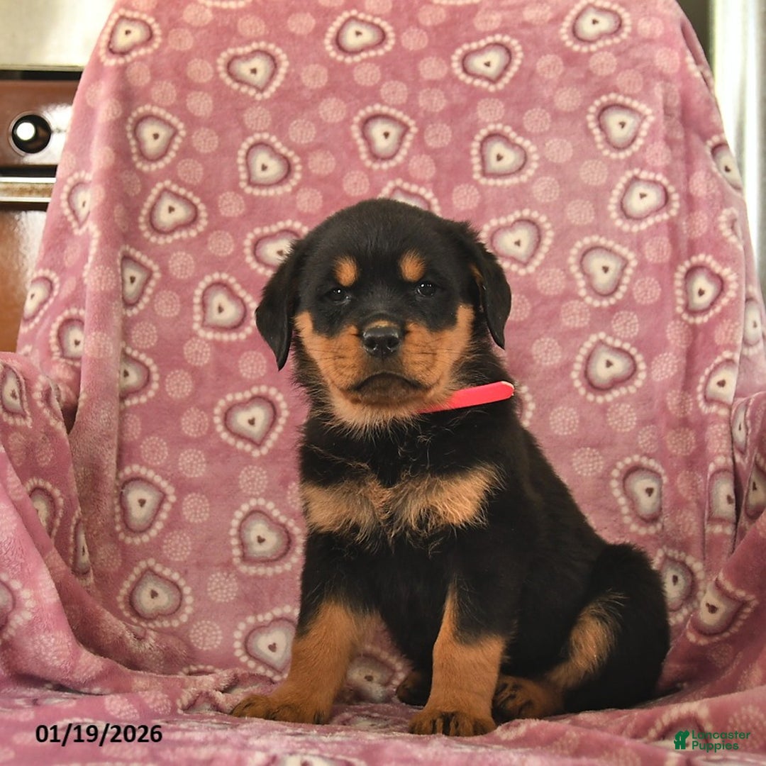 Rottweiler dogs for sale: Sofia  - Ad 3