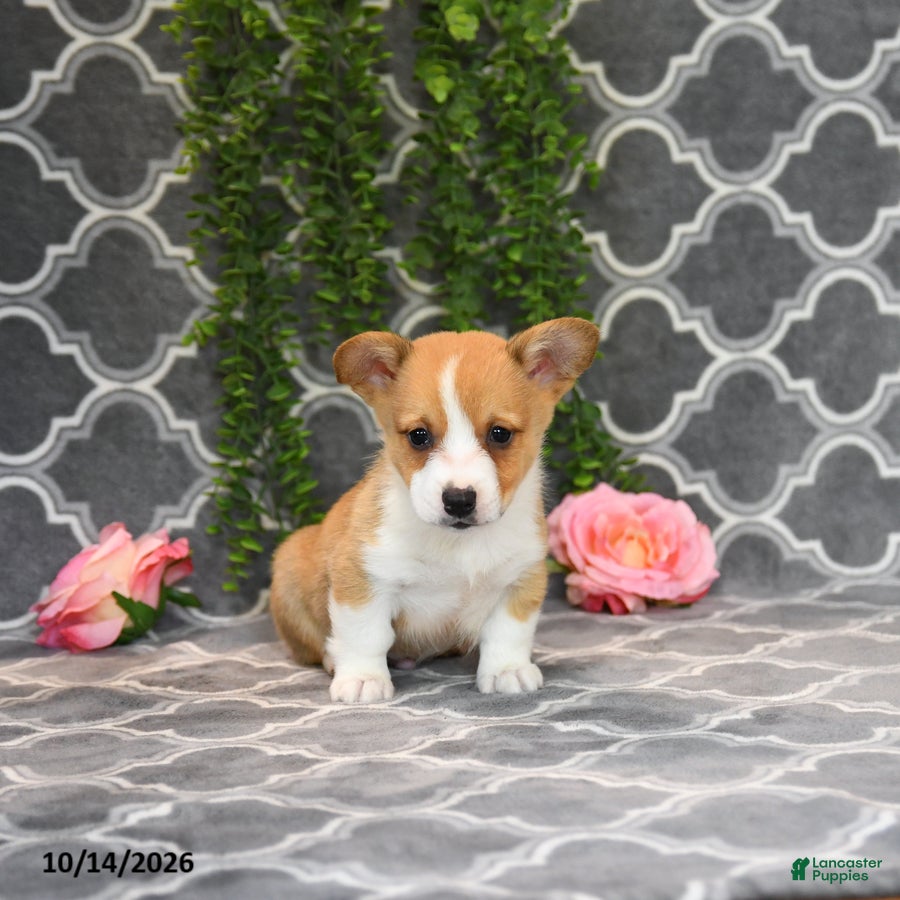 Welsh Corgi Pembroke dogs King - Ad 1