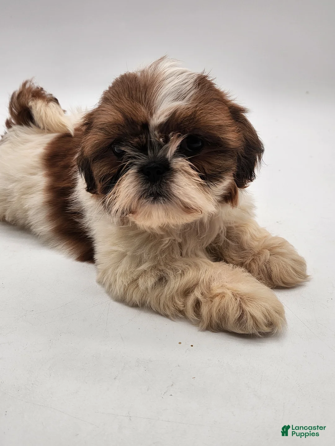 Shih Tzu dogs for sale: Shih Tzu Puppy 4 - Ad 5