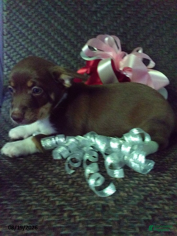 Mixed Breed dogs Rosie - Ad 23