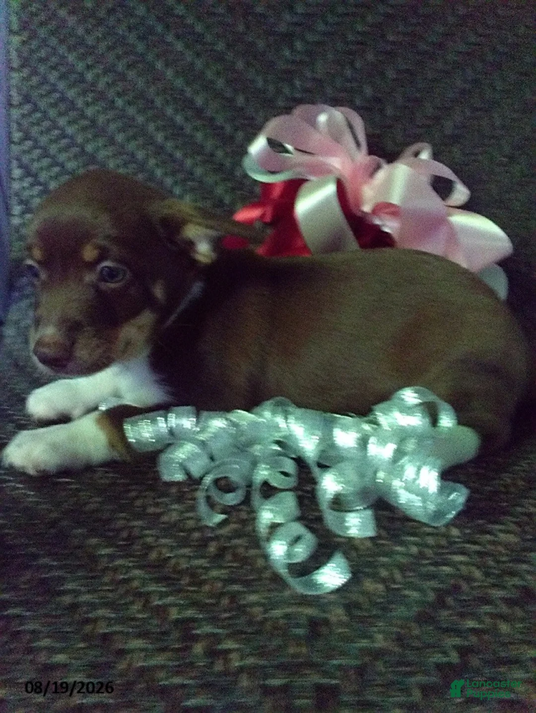 Mixed Breed dogs for sale: Rosie - Ad 1