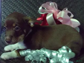 Mixed Breed dogs Rosie - Ad 42