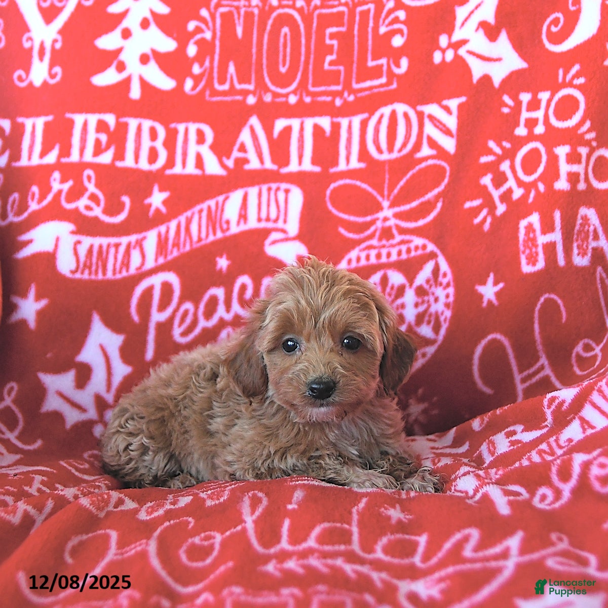 Mini Goldendoodle dogs Angel - Ad 33