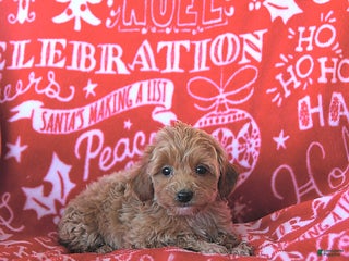 Mini Goldendoodle dogs Angel - Ad 22