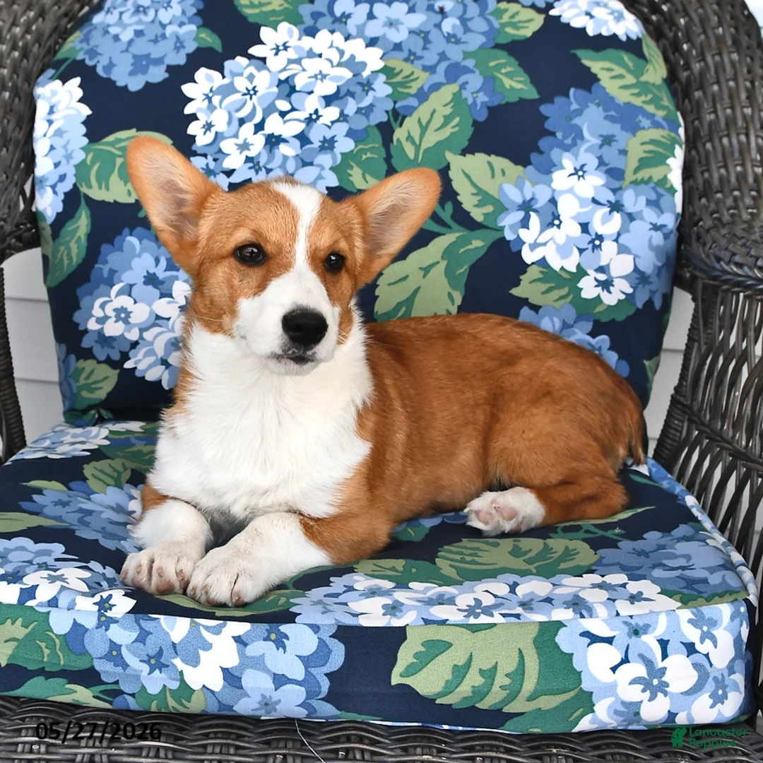 Welsh Corgi Pembroke dogs for sale: Sassy - Ad 2