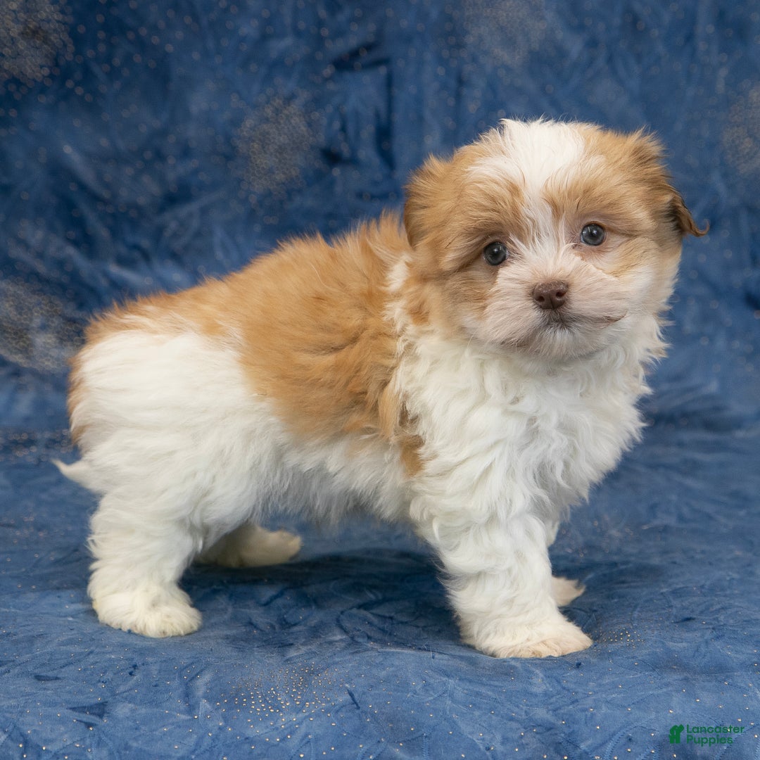 Havapoo dogs for sale: Max - Ad 2