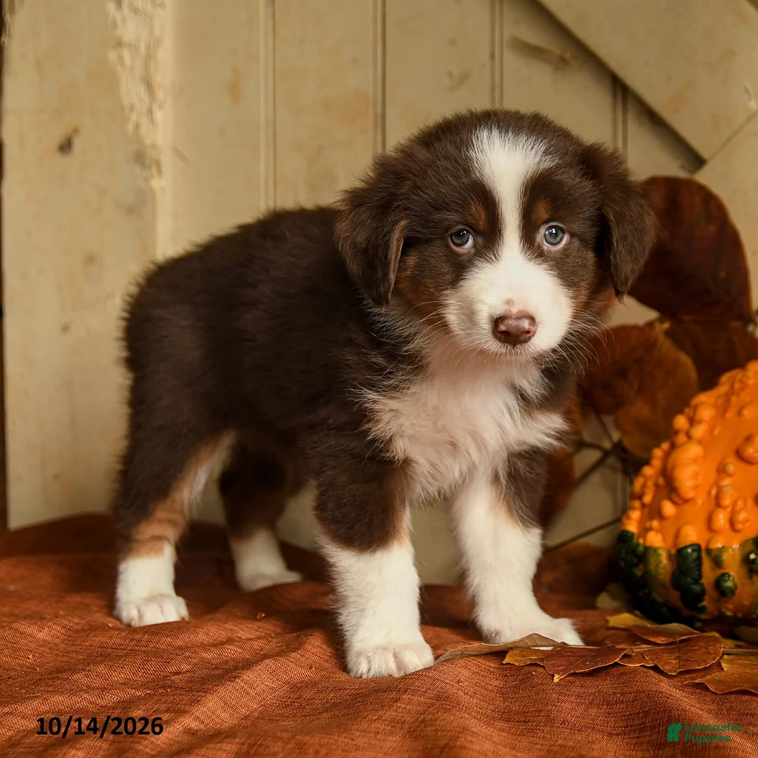 Australian Shepherd dogs for sale: Scarlett - Ad 2