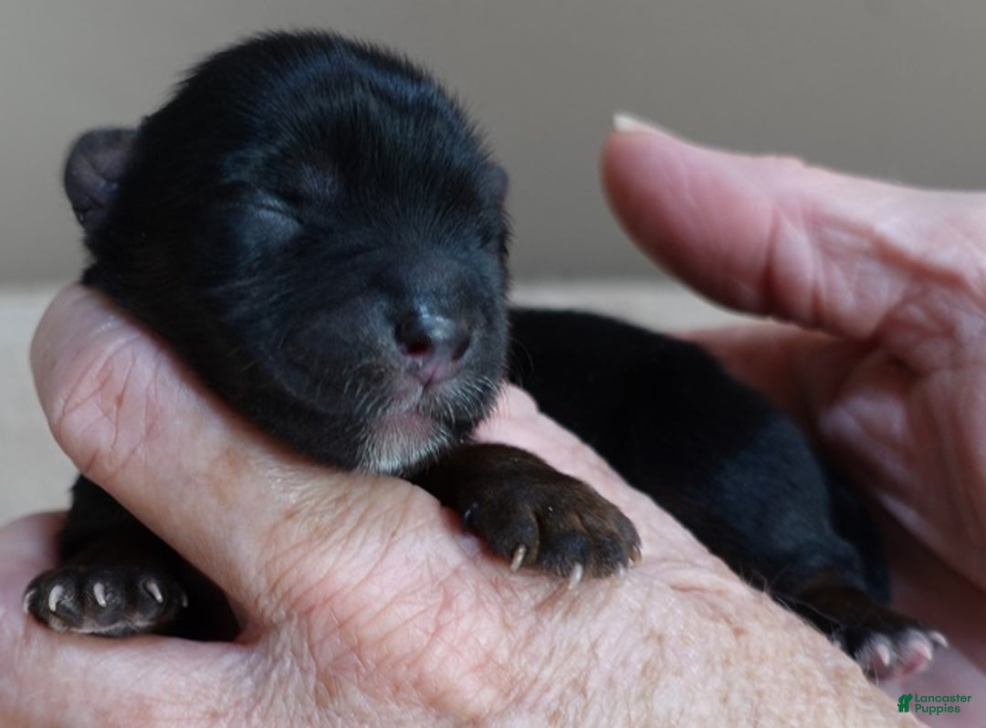 Yorkshire Terrier dogs for sale: Cairo black face - Ad 3