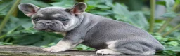 French Bulldog dogs for sale:  Flora Jane 🩷 - Ad 9