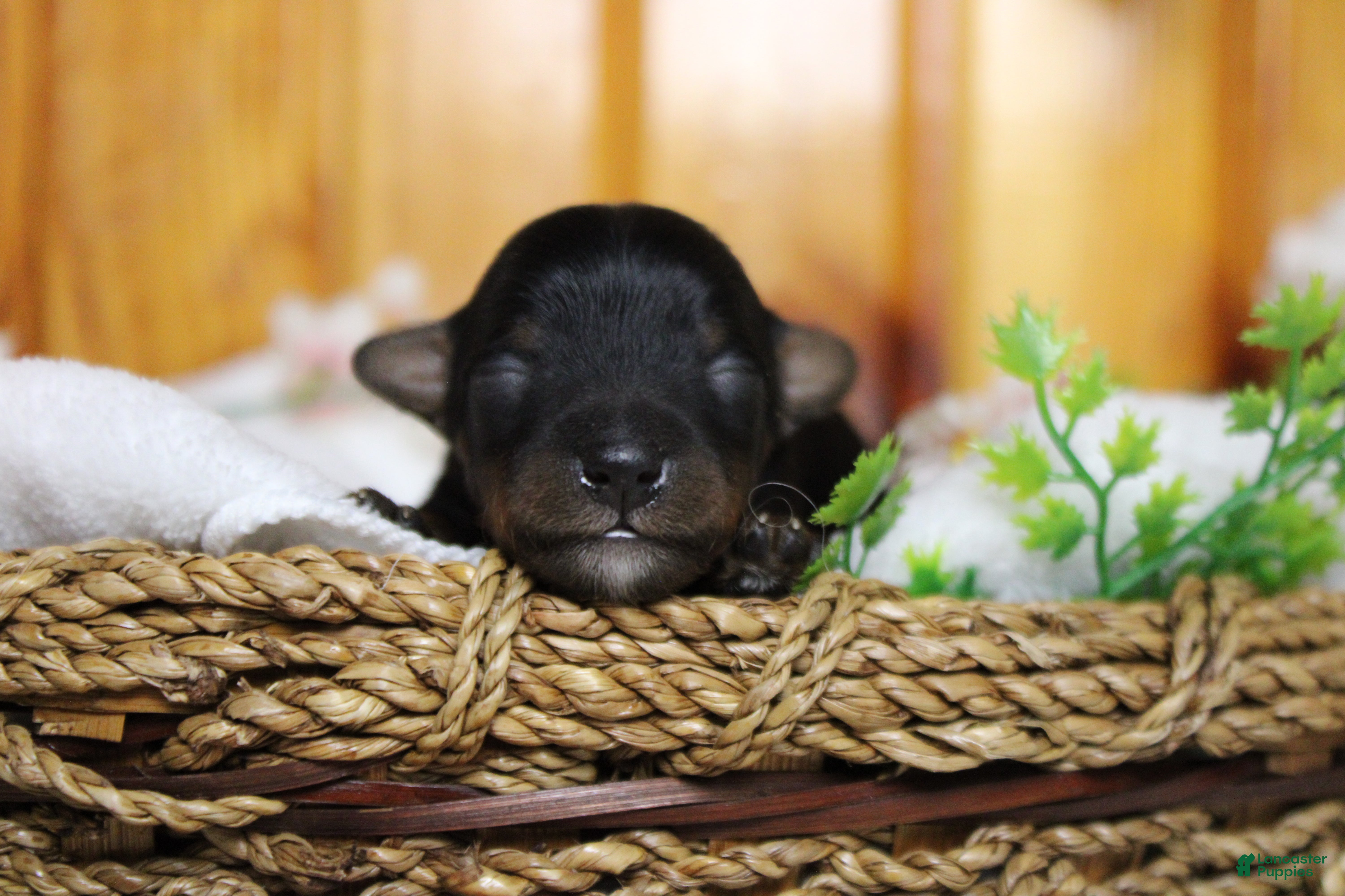 Yorkiepoo dogs Tramp  - Ad 4