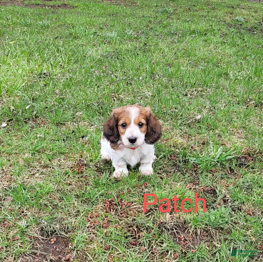Dachshund dogs for sale: Patch - Ad 1