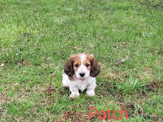 Dachshund dogs for sale: Patch - Ad 3
