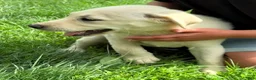 Mixed Breed dogs for sale: Mixed Breed 4 - Ad 13