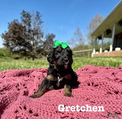 Bernedoodle dogs Gretchen  - Ad 38