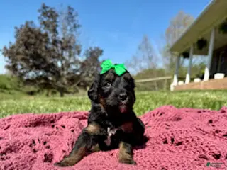 Bernedoodle dogs Gretchen - Ad 38