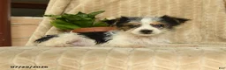 Morkie dogs for sale: Nile - Ad 4