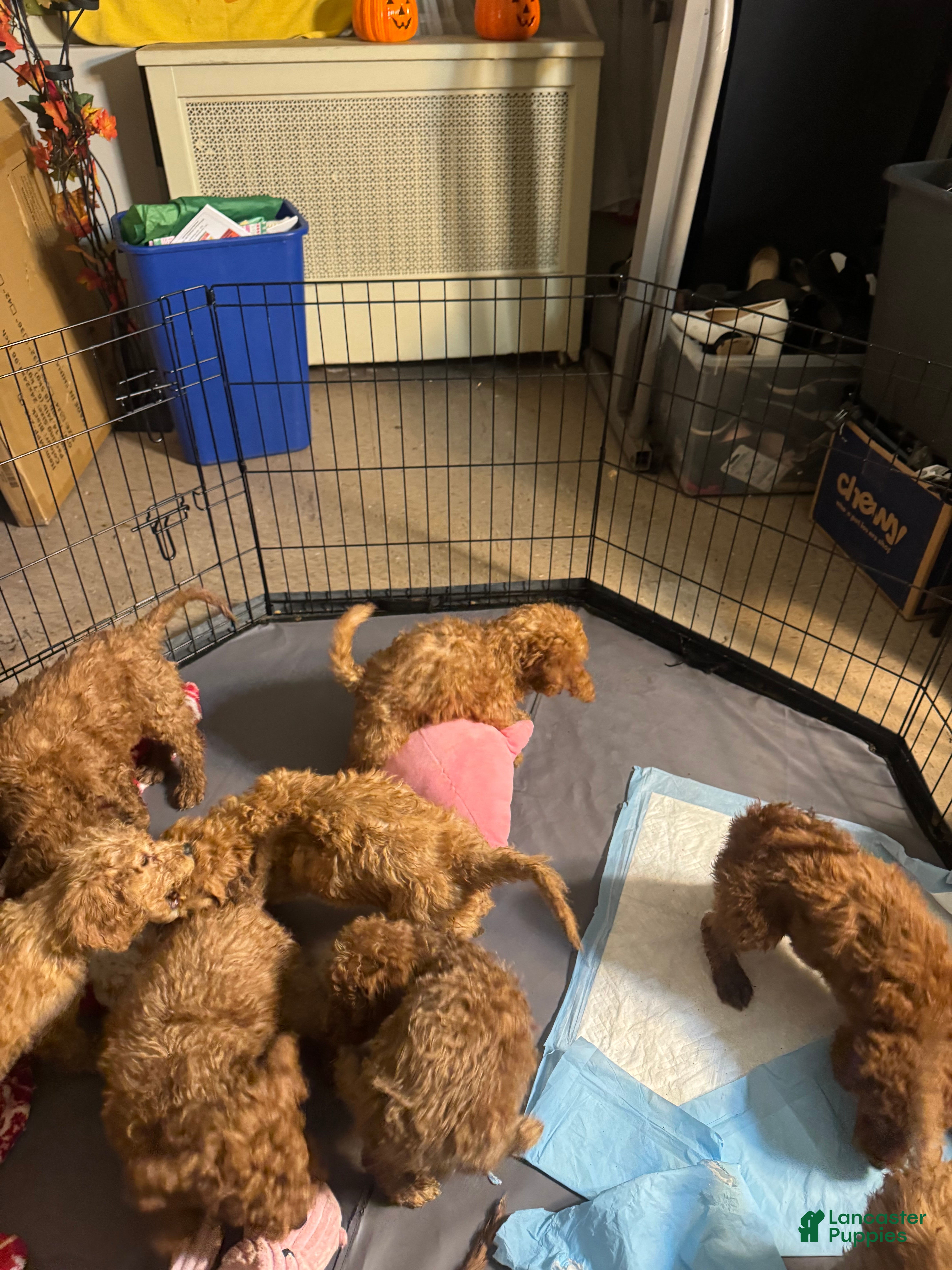 Goldendoodle dogs Fluffy - Ad 1