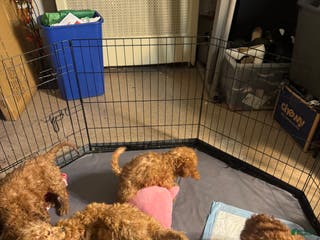 Goldendoodle dogs Fluffy - Ad 35