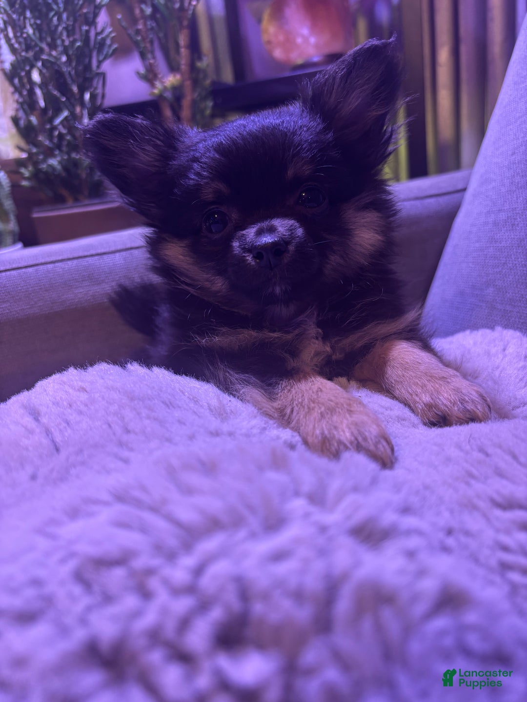 Pomchi dogs for sale: Pomchi Puppy 1 - Ad 6