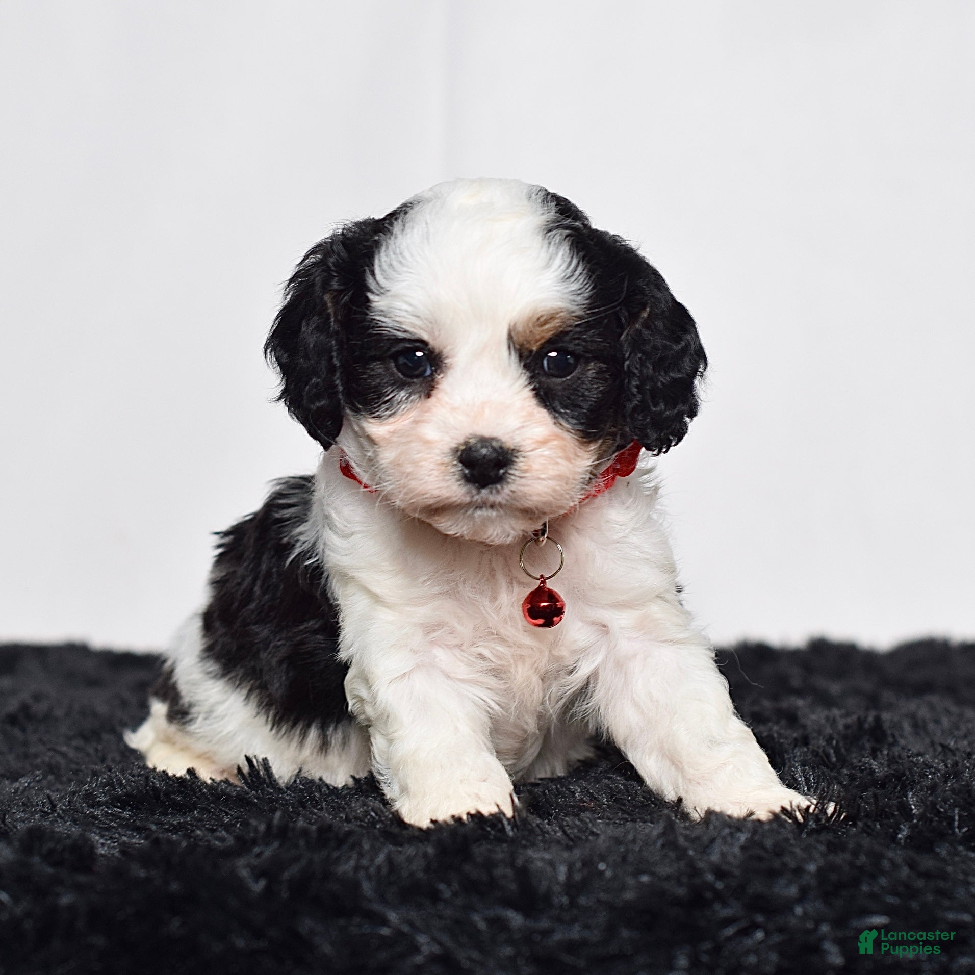 Cavapoo dogs for sale: Mr. Dalton - Ad 4