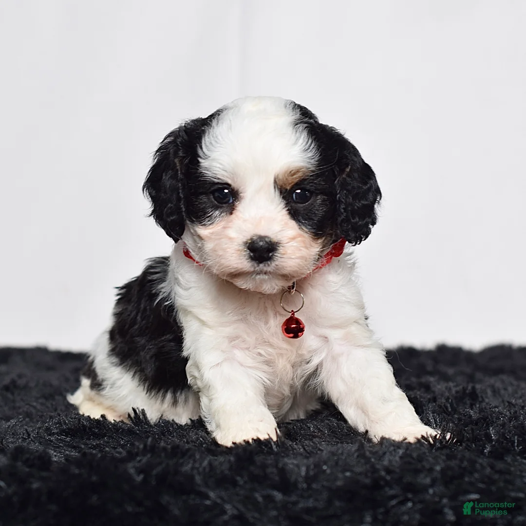 Cavapoo dogs for sale: Mr. Dalton - Ad 1