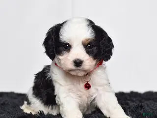 Cavapoo dogs for sale: Mr. Dalton - Ad 4