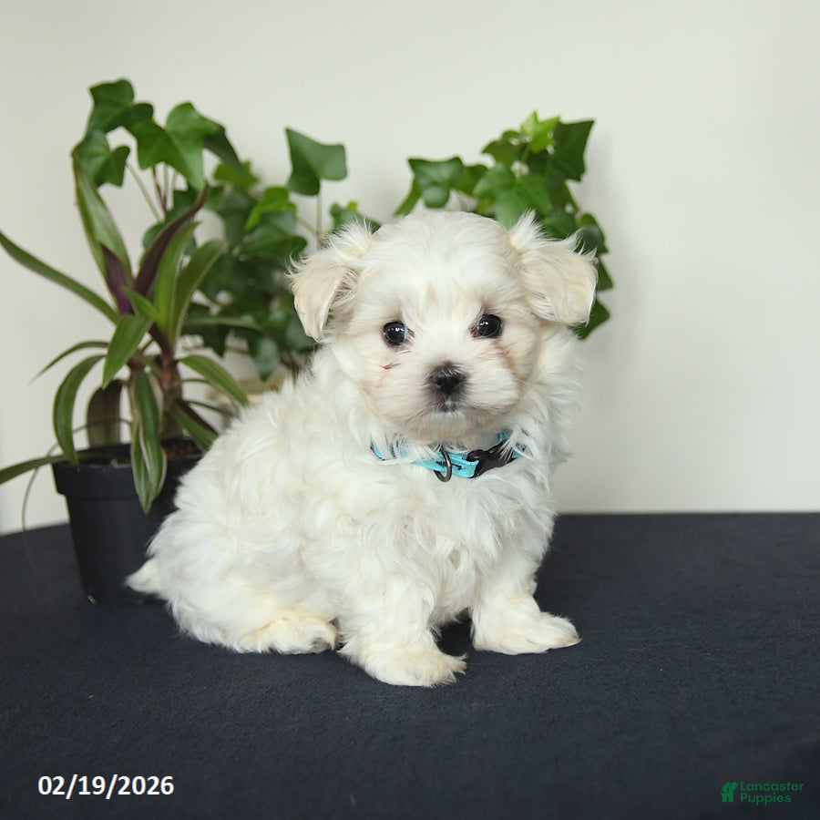 Maltese dogs Ollie - Ad 1