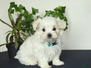 Maltese dogs for sale: Ollie - Ad 1
