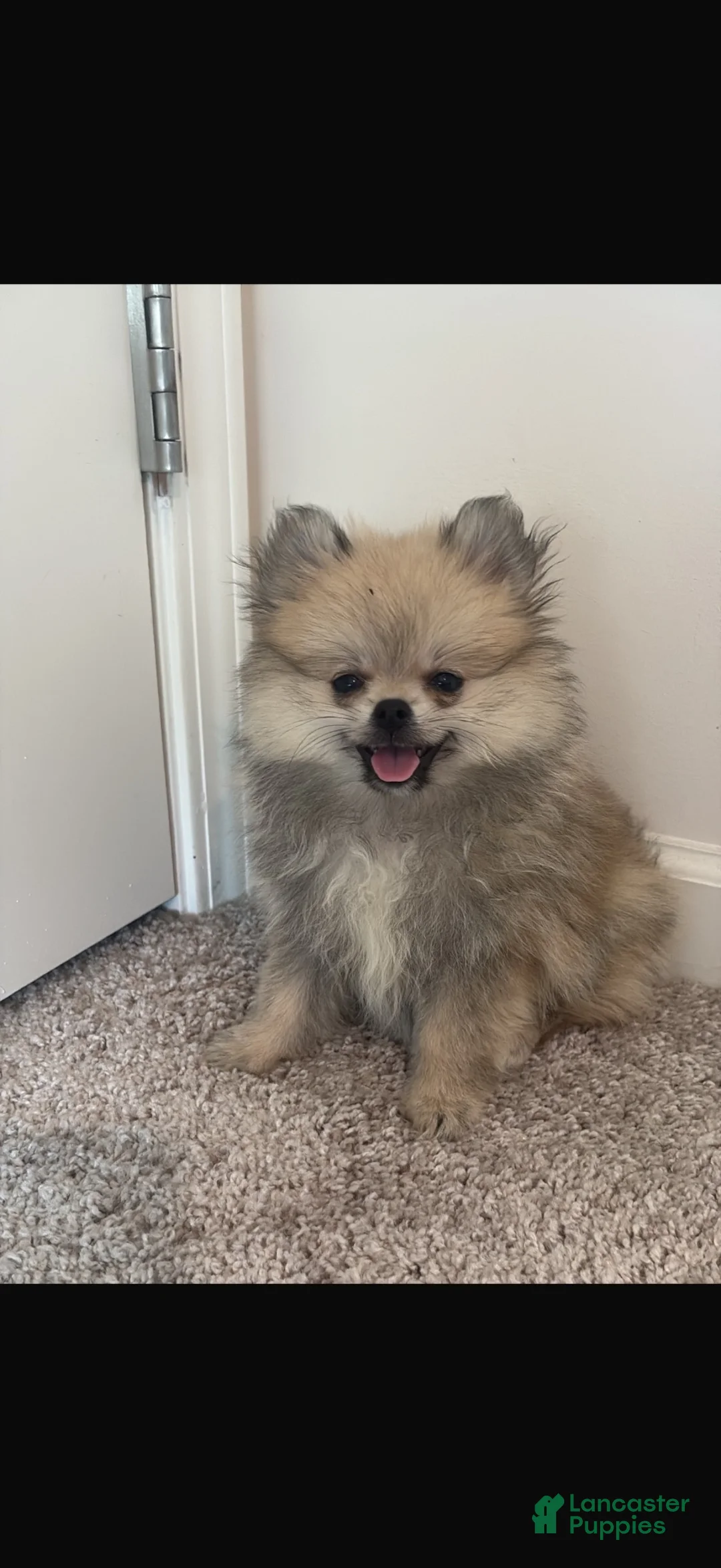 Pomeranian dogs for sale: Pomeranian 2 - Ad 1