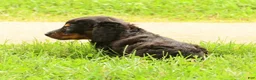 Miniature Dachshund dogs for sale: Draco - Ad 6