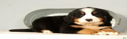 Bernese Mountain Dog dogs for sale: Roxie - Ad 8