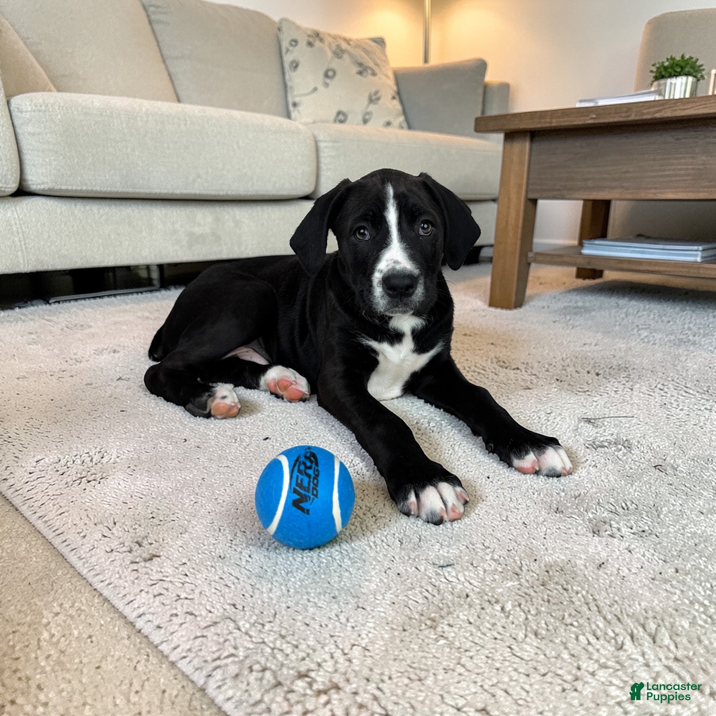 Boxer dogs Brody - Ad 37