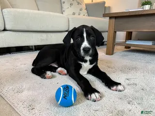 Boxer dogs Brody - Ad 37