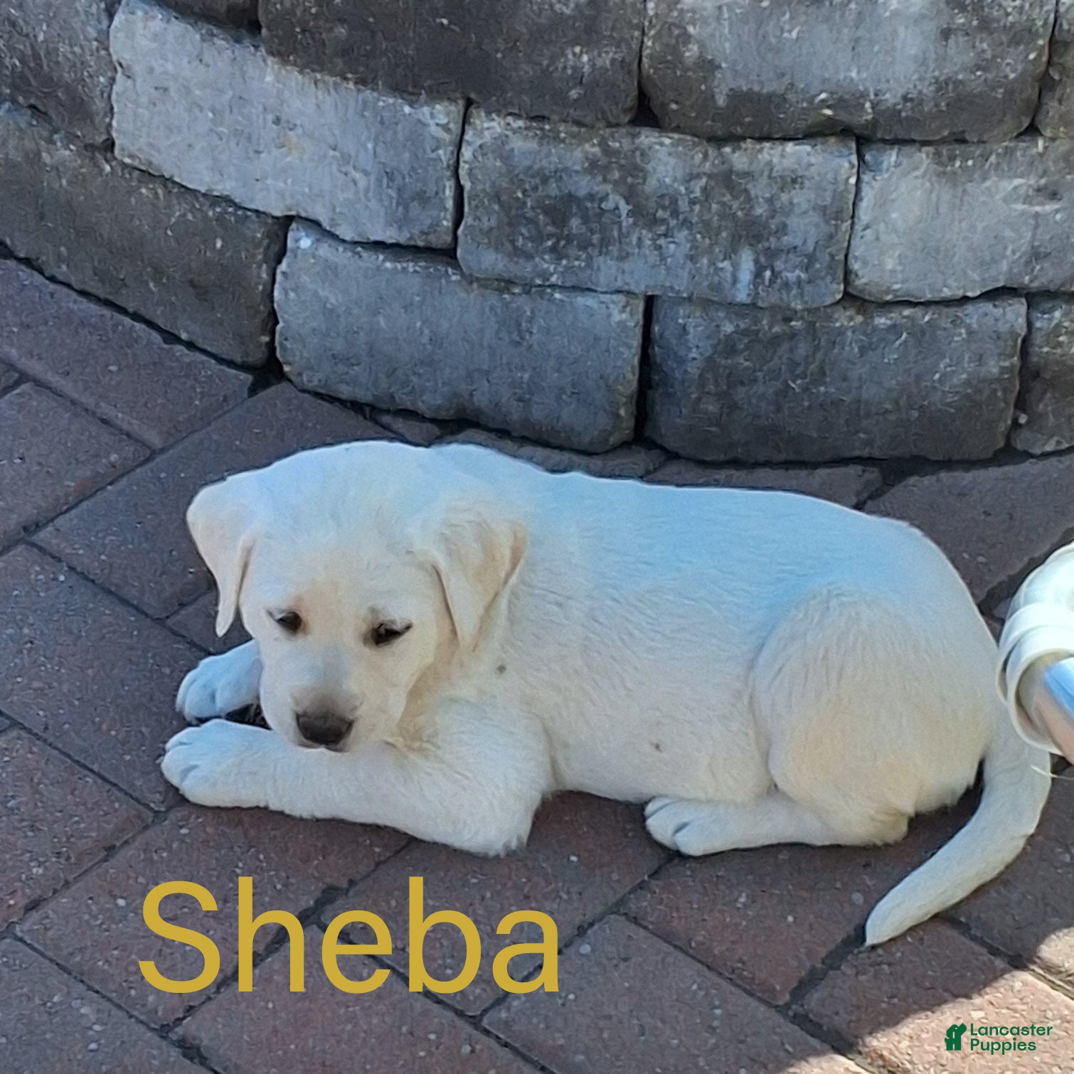 Labrador Retriever dogs Sheba  - Ad 2