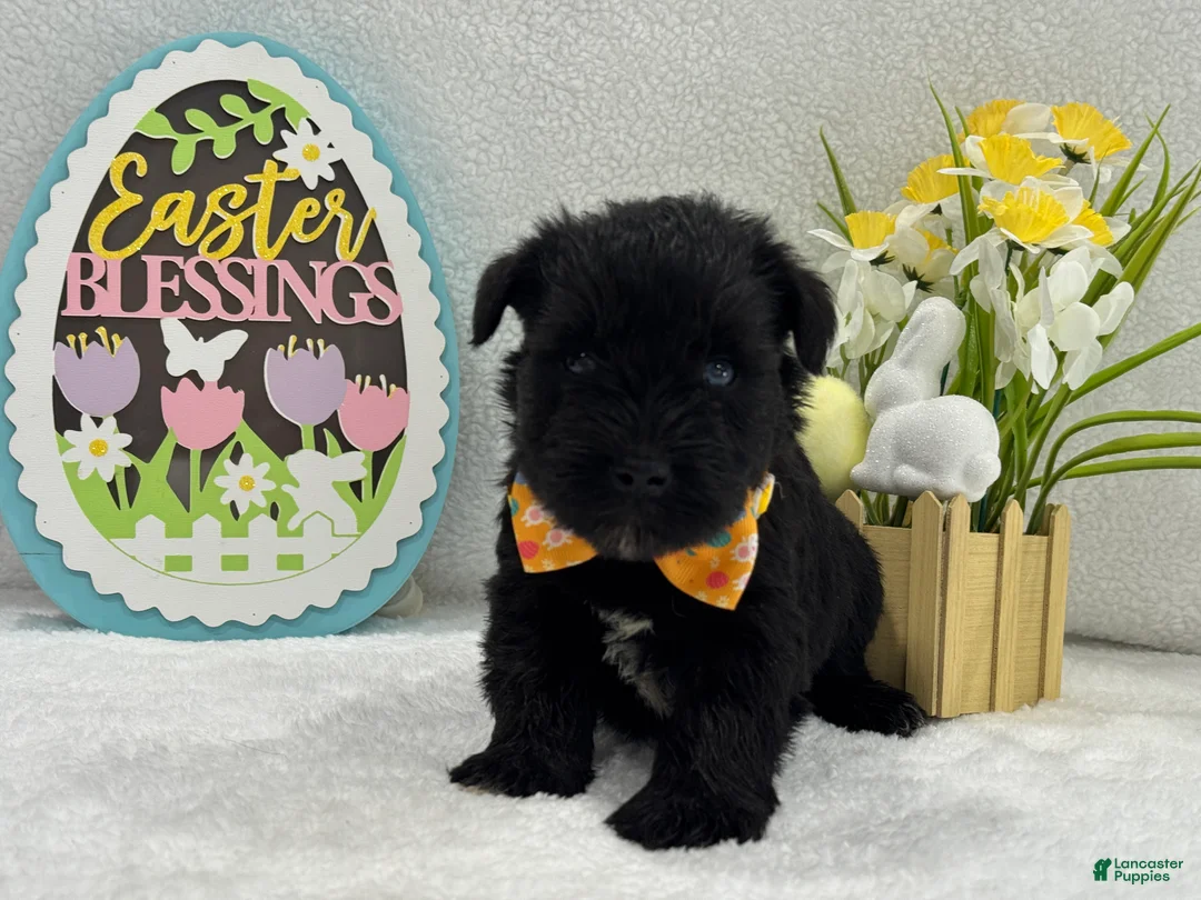 Miniature Schnauzer dogs for sale: Bleu Male 2 Blue Eyes - Ad 1