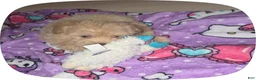 Maltipoo dogs for sale: Nani - Ad 13
